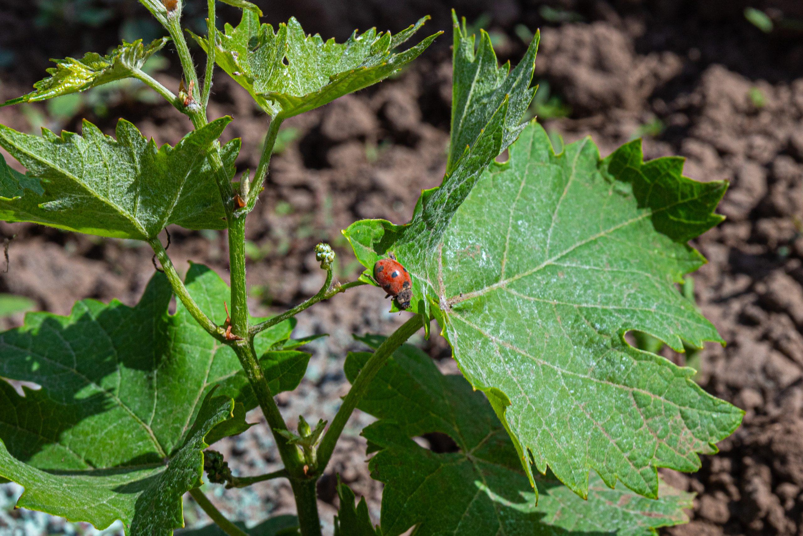 Vineyards in Bloom