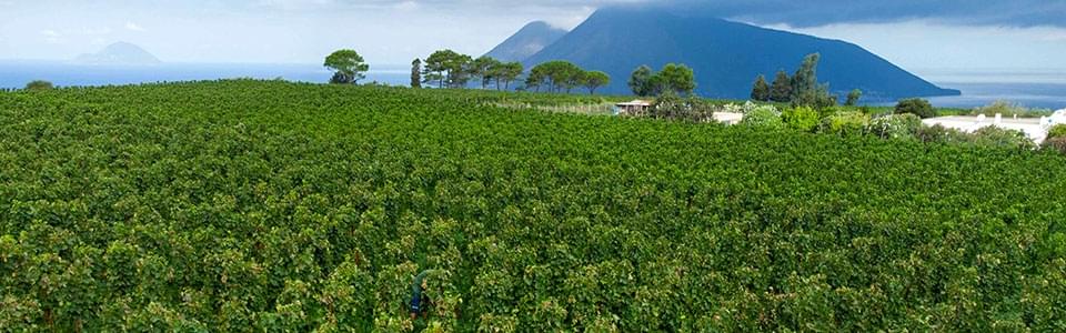 Tenuta di Castellaro: un vino vegano certificato e naturale