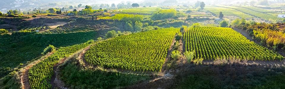 Viticultura ad Alberello a Lipari